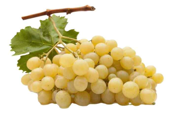 ყურძენი მუსკატი